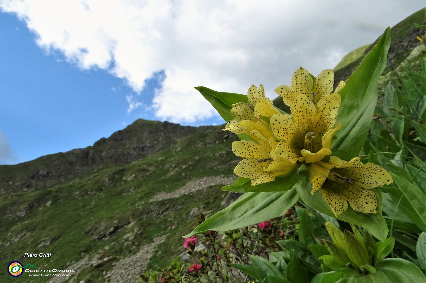 87 Genziana maggiore con Monte Toro.JPG